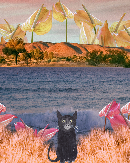 A cats Journey